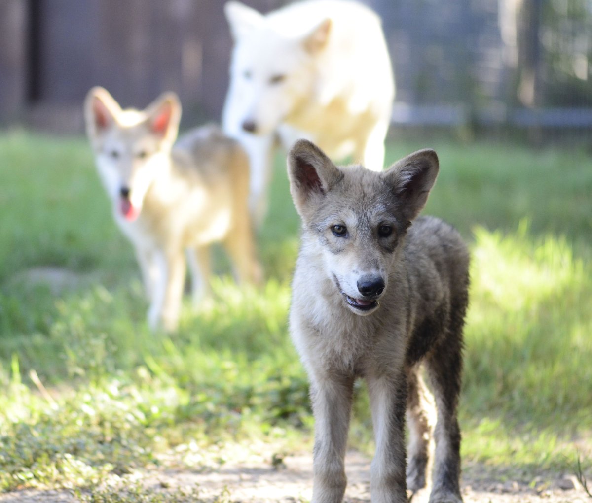 Animal World Snake Farm Zoo It S Nationalpuppyday Be Sure To Give Your Pups At Home Extra Love Today Awsfzoo Puppy Wolf Greywolf Wolvesofinstagram Austin Sanantonio Newbraunfels Texas Photooftheday Cuteanimals