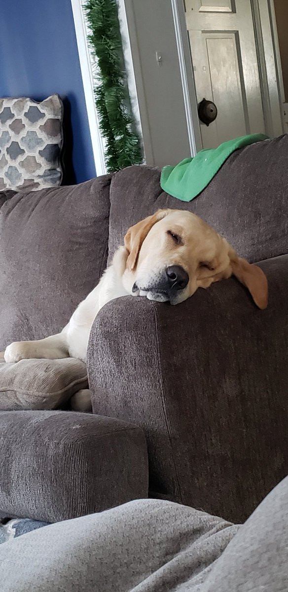 karstiil's tweet photo. @dog_rates @dog_feelings https://t.co/vkK4nbdk9c