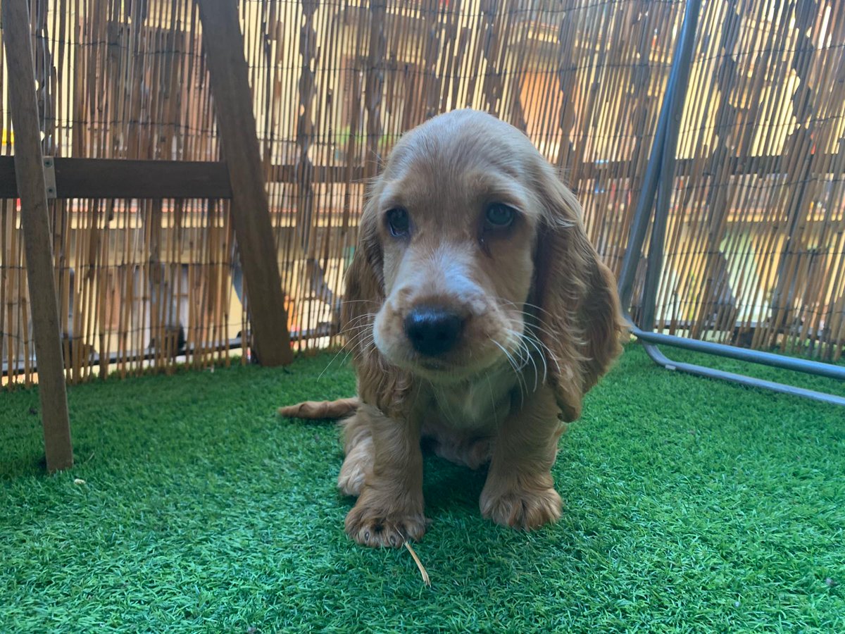 AnthonyVolpe7's tweet photo. @dog_rates @dog_feelings Honey 😊 https://t.co/rNWrferOAa