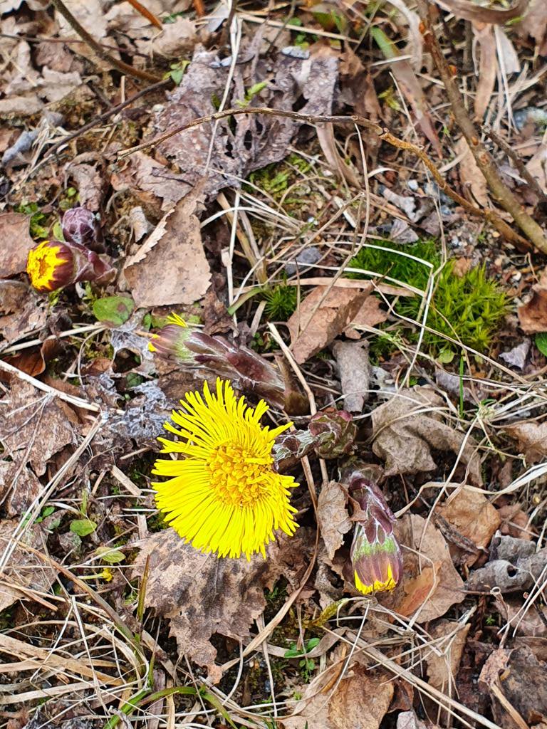 An earthbound little sun... Colt's foot was used to treat cough