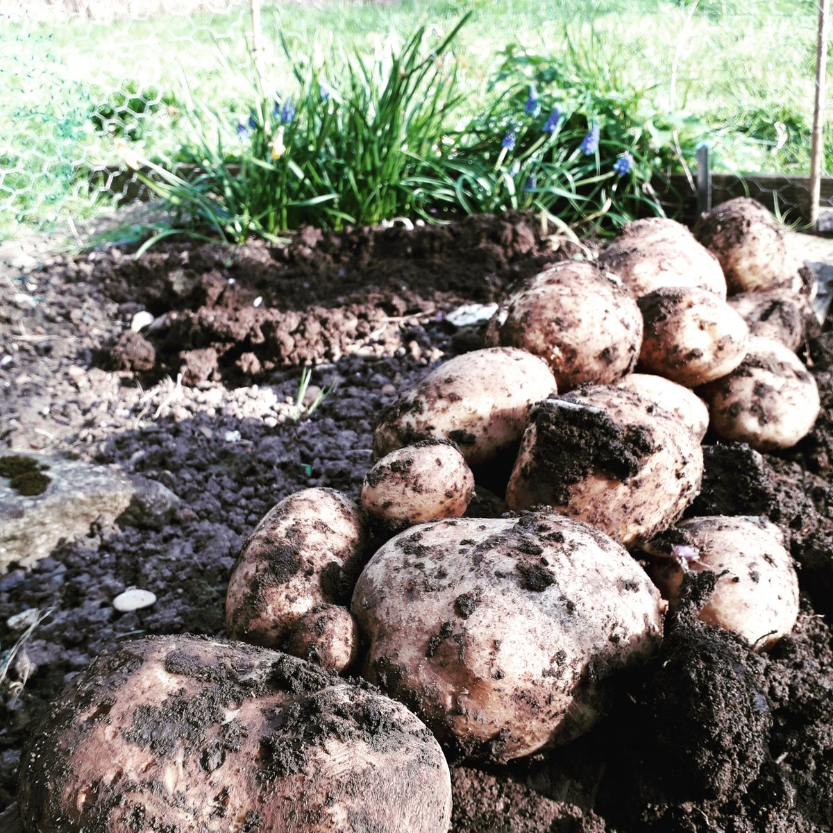 RachelLGardner's tweet photo. Absolutely delighted by the haul of potatoes we've just dug up in the veg patch - especially as they were just a bag of @riverford pots which we'd left in the cupboard too long! 

#potatoes #homegrown #growyourown https://t.co/V0y7Ki2R92