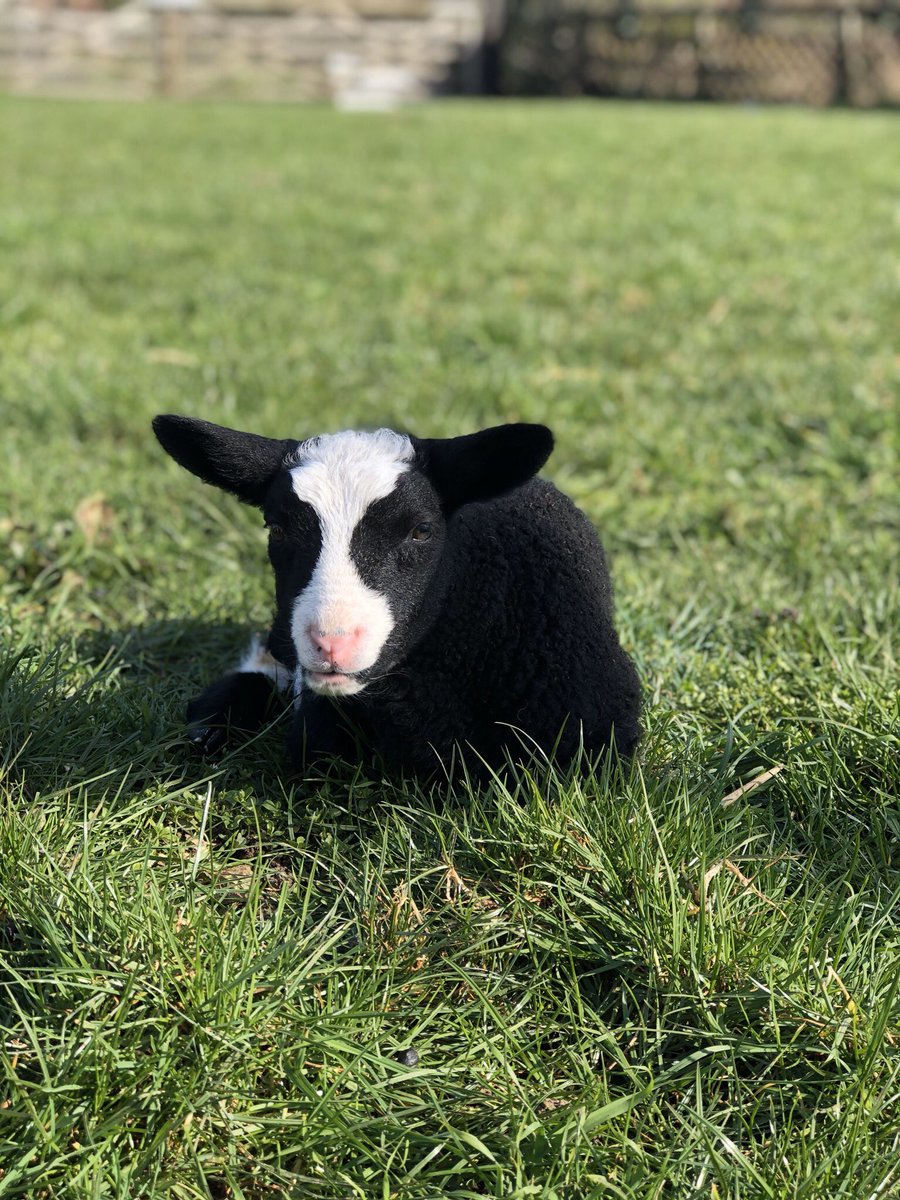 I’m still working my way though plenty of logo design at the moment, but get intouch to get the ball rolling with you marketing and promotions! 

On another note, here is of our lambs, Dorothy enjoying the sunny weather! Stay safe everyone, Chloe x