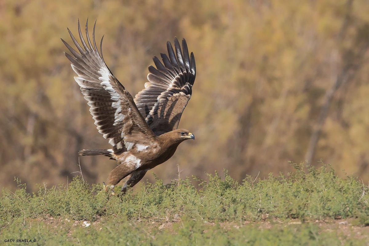 flywaychampions's tweet photo. Pls RT: FUNDRAISING UPDATE! We are very happy to report that, thanks to recent donations, we have now reached $38,500 in funds to help save Steppe Eagles! 

Our revised target of $40k is within our sights, and with the support of our global #FlywayFamily that's you 😉! 1/4..... https://t.co/pE756ku09J