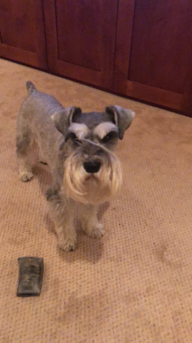 A picture of Loki was shared just now by @UMSI - but we can never have too many cute dog pictures