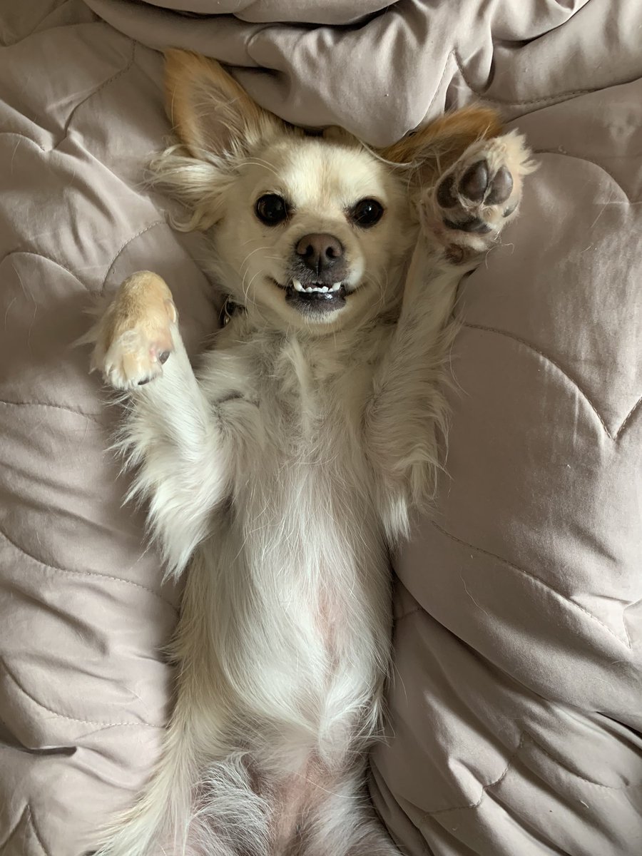 Isidora Goreshter tweet media