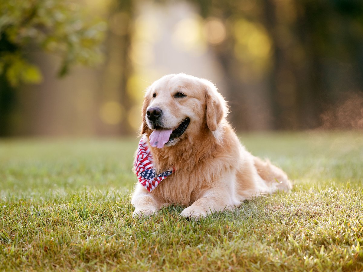 WeatherTech's tweet image. It is with broken hearts that we share the passing of our beloved Resident Good Boy, Scout. He was a brave cancer warrior, and he brought smiles to so many faces here at WeatherTech and across the globe. He will be greatly missed.