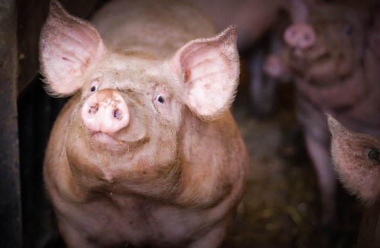 3/3 So one of the final pictures I am posting is one of my all time favourites - a smiling pig to hopefully put a smile on your face. It’s been one hell of a journey, thank you for the memories - over and out😢❤️#farmshop #listersfarmshop #memories #whatajourney #sad