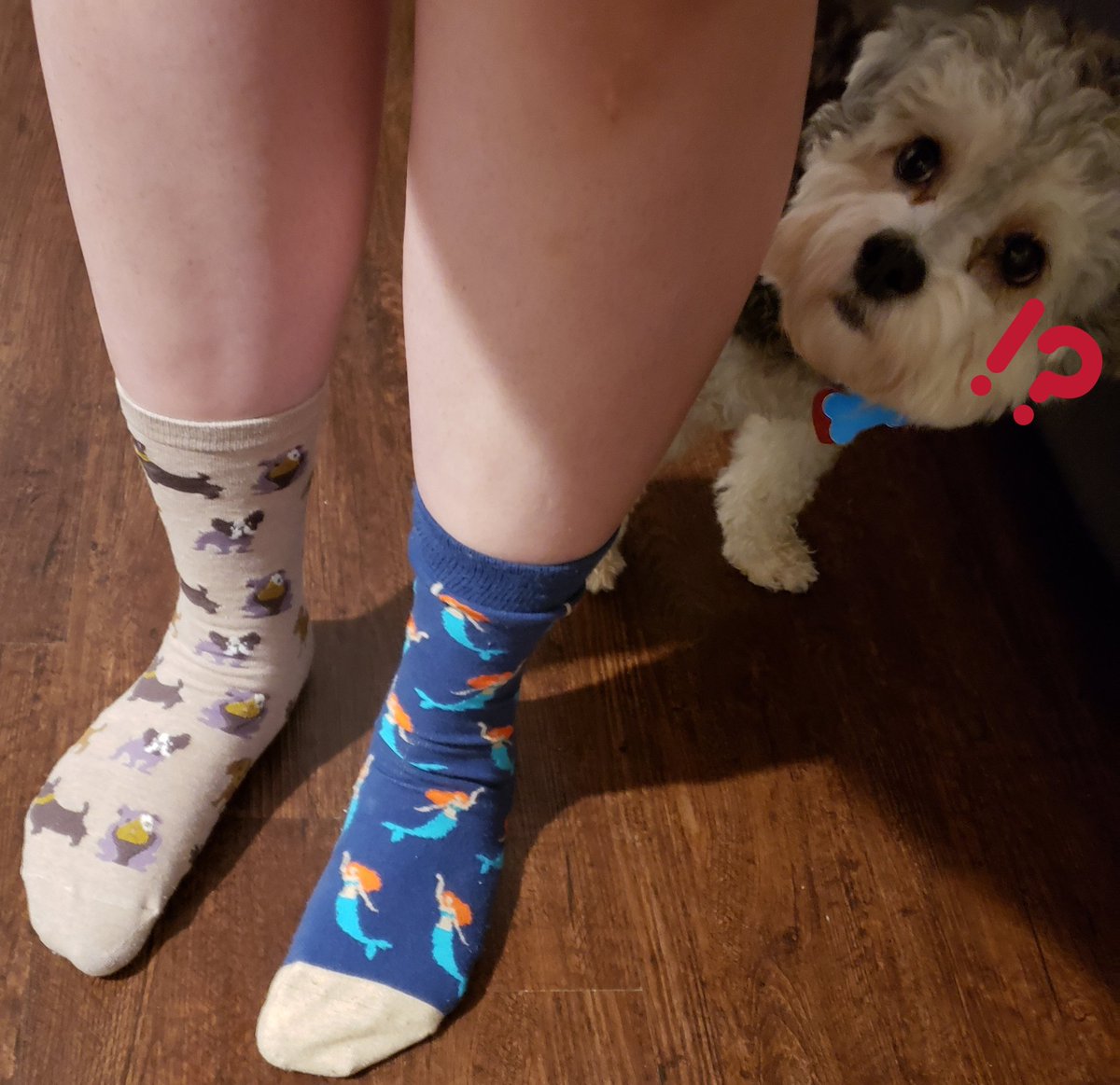 EmmaMargueriteM's tweet photo. I think my #HoggSpiritWeek crazy socks were a little too much for Theo handle! @hoggtylerisd #VirtualSpiritWeek https://t.co/kbgmWkqTka