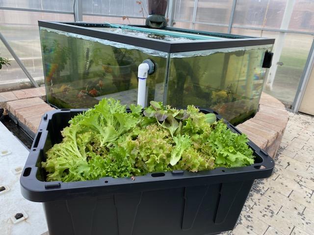 Rumsonbulldawgs's tweet photo. Although our greenhouse is empty of students...their hard work has been harvested and donated to meal services for local children!  @Rumsonbulldawgs #dropthebeet https://t.co/zVLXW7WOUR