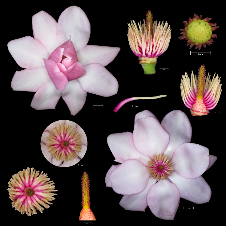 #Magnolia campbellii 'Charles Raffill', #Magnoliaceae
<a href="/TheBotanics/">Royal Botanic Garden Edinburgh</a>
 #macrophotography 
<a href="/RBGE_Science/">@RBGE_Science</a>
 #RBGEhort