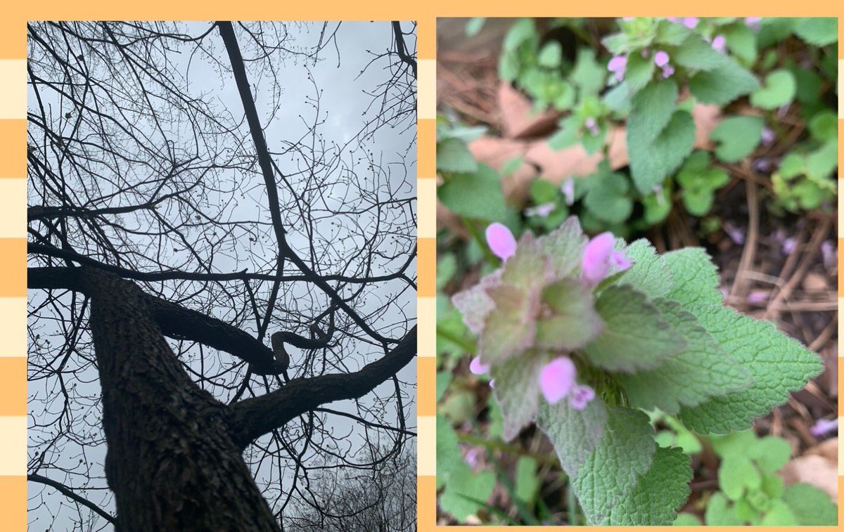 DanielleRobleto's tweet photo. Digital learning, Photo Composition Techniques and Student Photography Submissions. #CobbArtRocks
Focus on leading lines, texture, view point and about me photos. #ProudTeacher https://t.co/ZWkHVpOtze