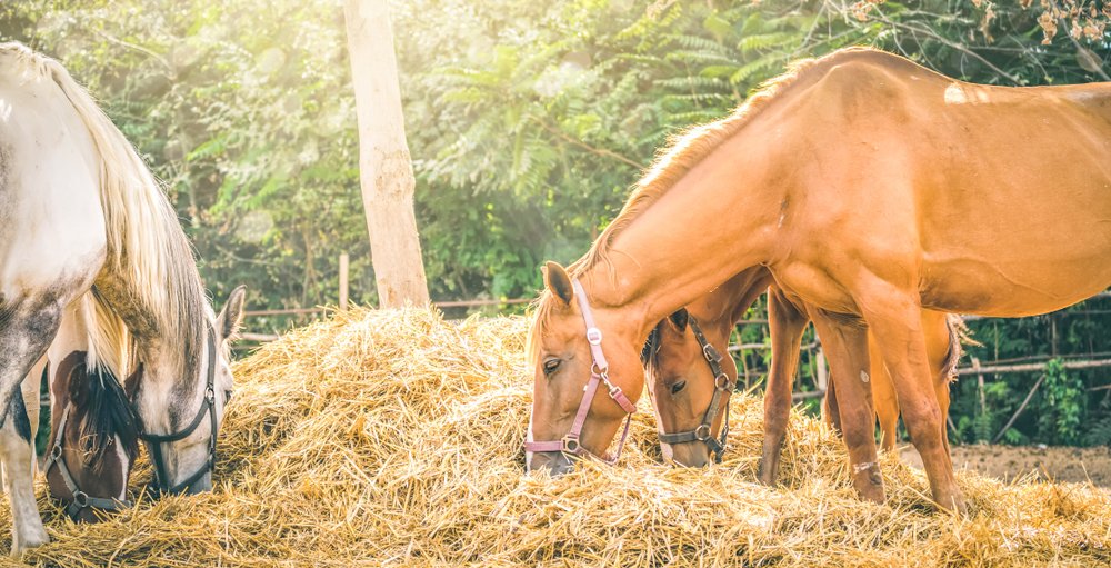 SUCCEED Equine tweet media