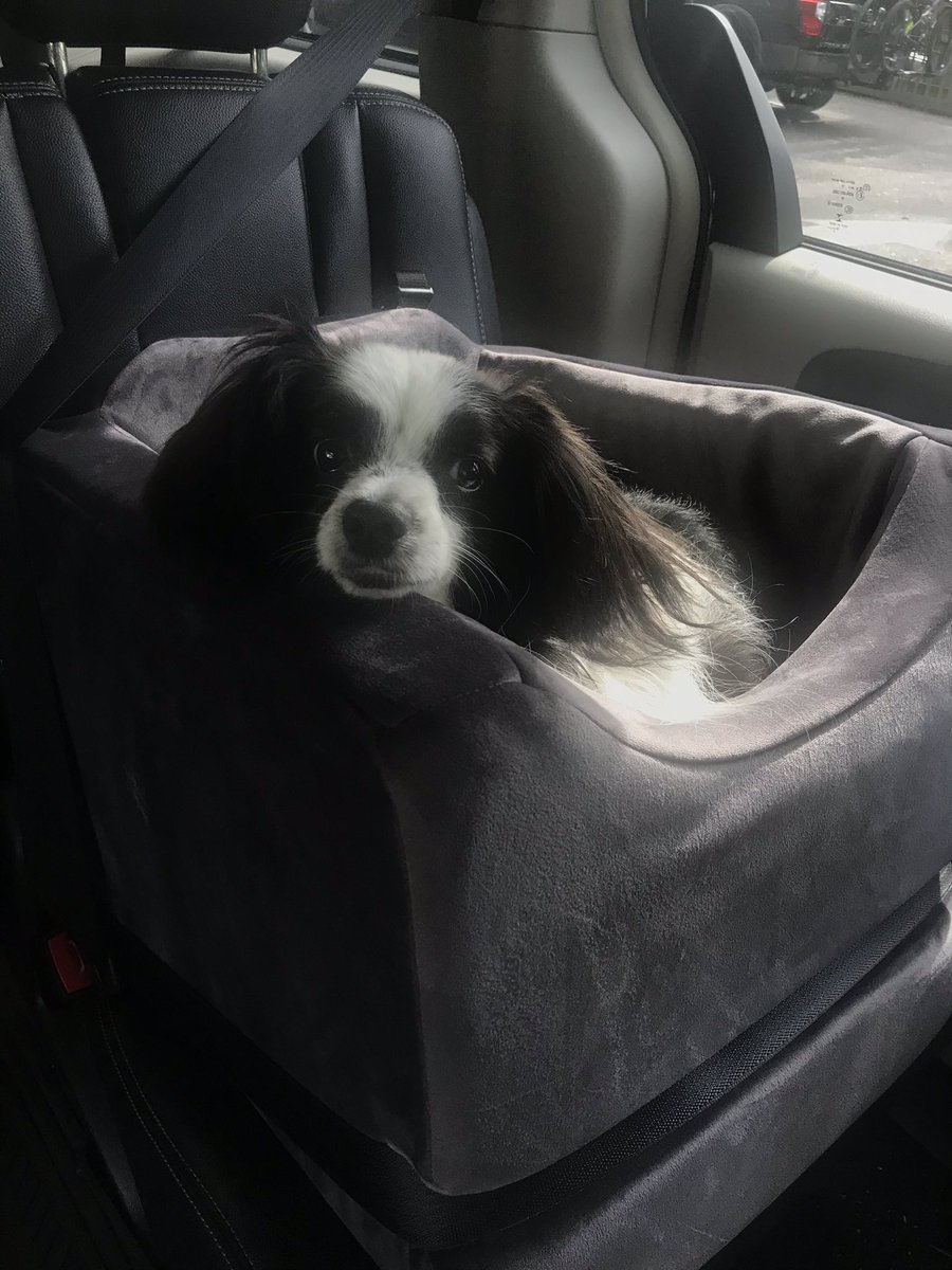 PiperMiles13's tweet photo. @dog_rates orion the traveling pup https://t.co/QLVMPCwTtd