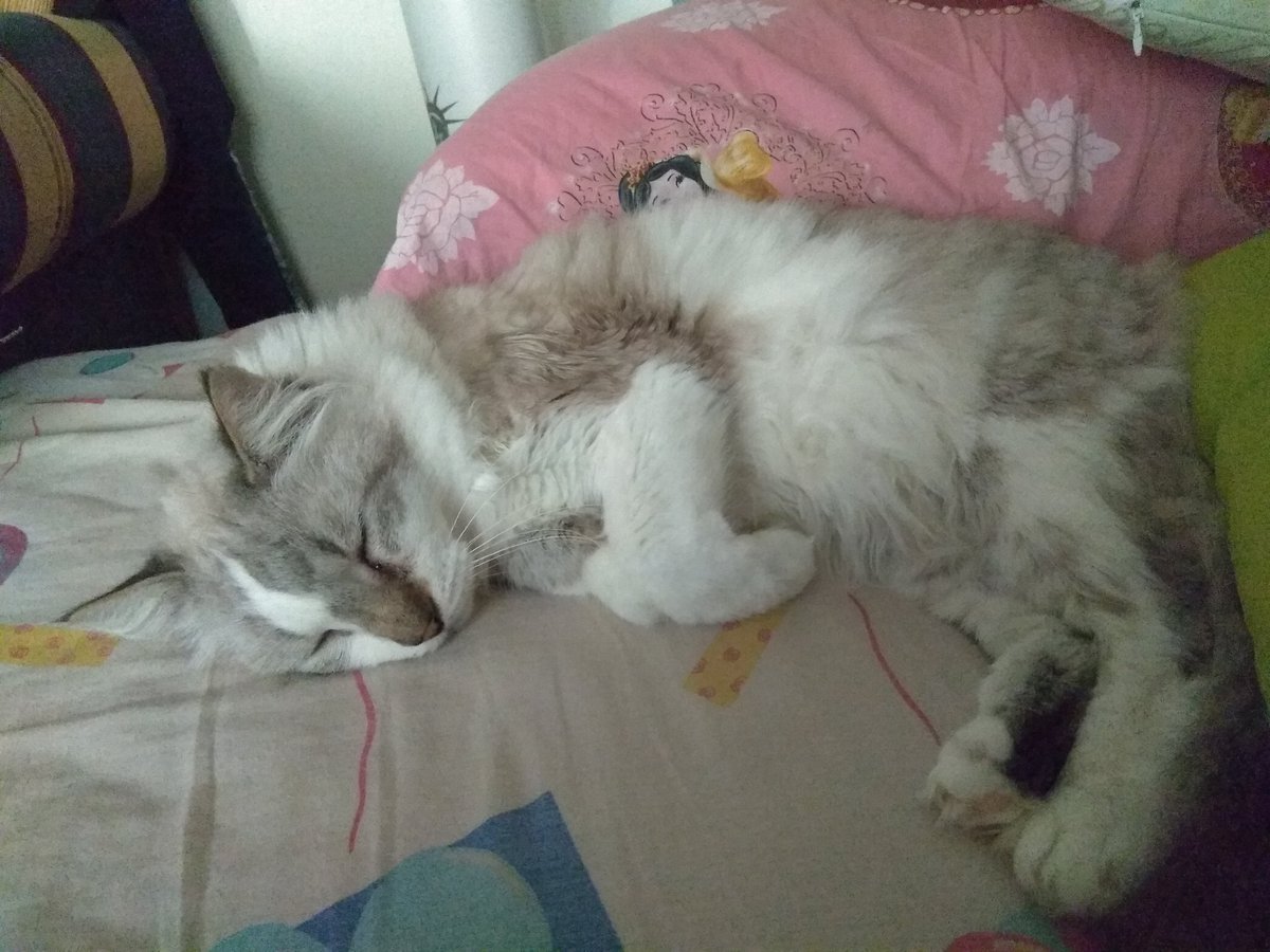 Knife_Terminal's tweet photo. This is Miศi. He sleeps 23 hours a day #europets https://t.co/IYxObd9SRv