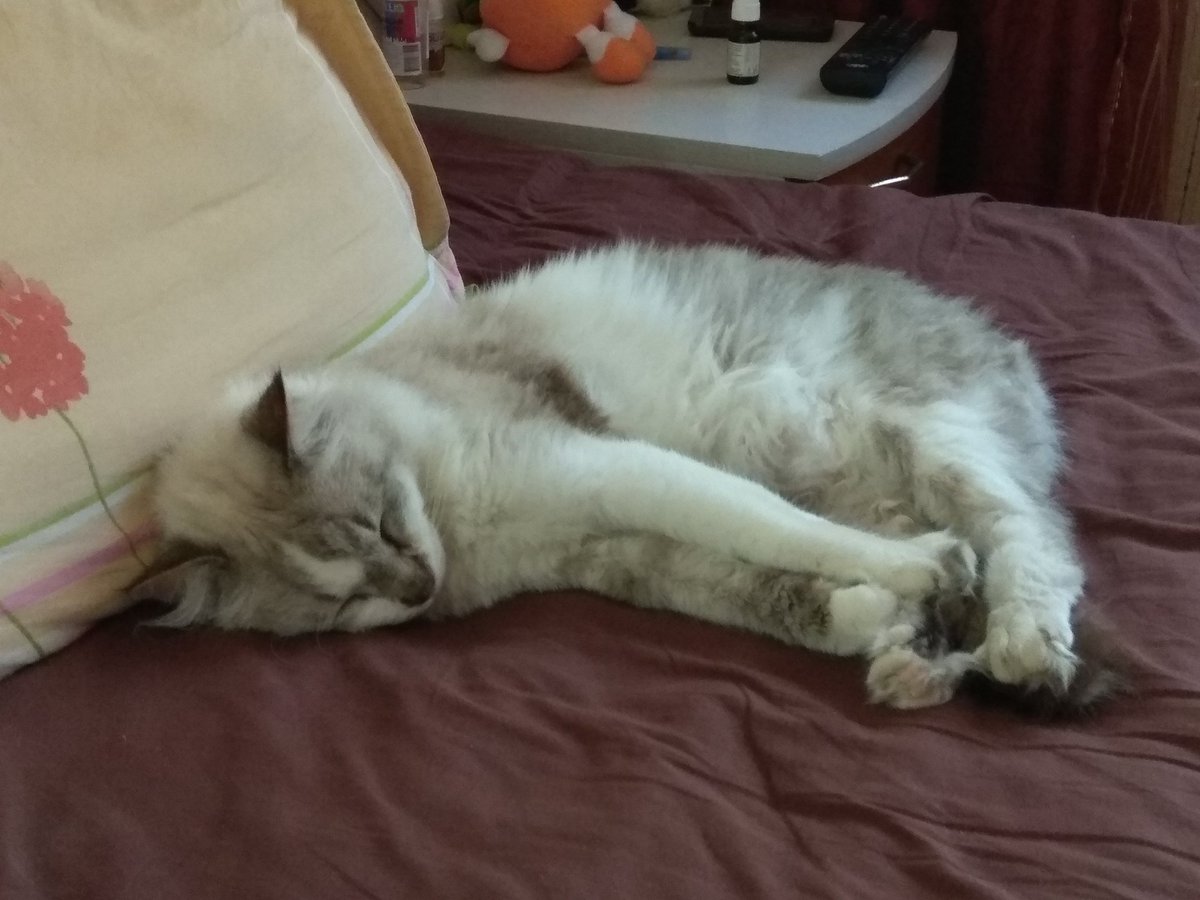 Knife_Terminal's tweet photo. This is Miศi. He sleeps 23 hours a day #europets https://t.co/IYxObd9SRv