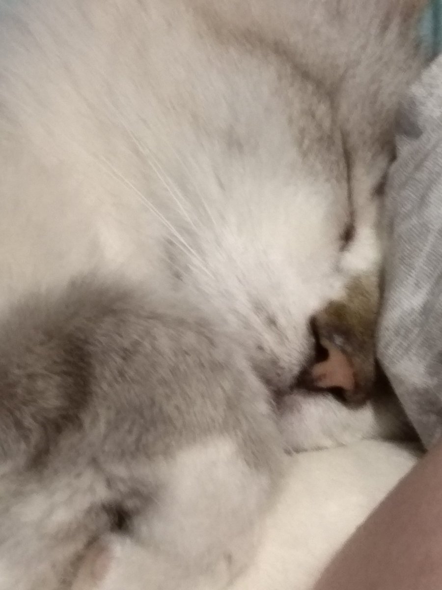 Knife_Terminal's tweet photo. This is Miศi. He sleeps 23 hours a day #europets https://t.co/IYxObd9SRv