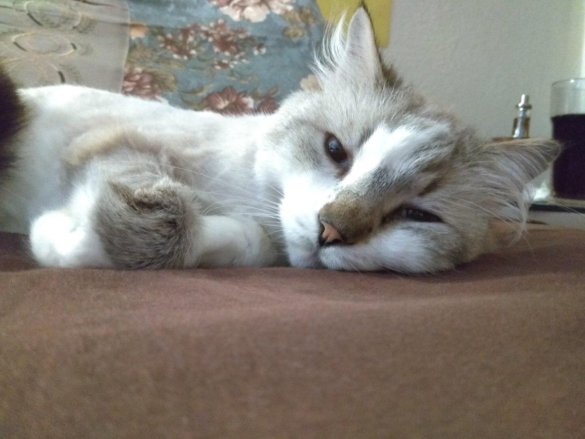 Knife_Terminal's tweet photo. This is Miศi. He sleeps 23 hours a day #europets https://t.co/IYxObd9SRv