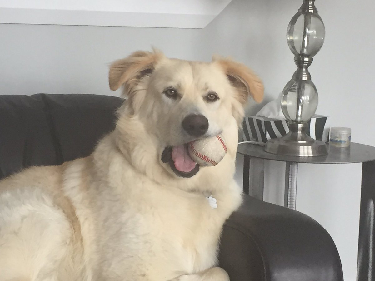 I don’t have the heart to tell him that <a href="/mlb/">MLB</a> opening day isn’t going ahead as planned.

Now, can anybody identify that grip? 

#baseball #mlb #dogsoftwitter