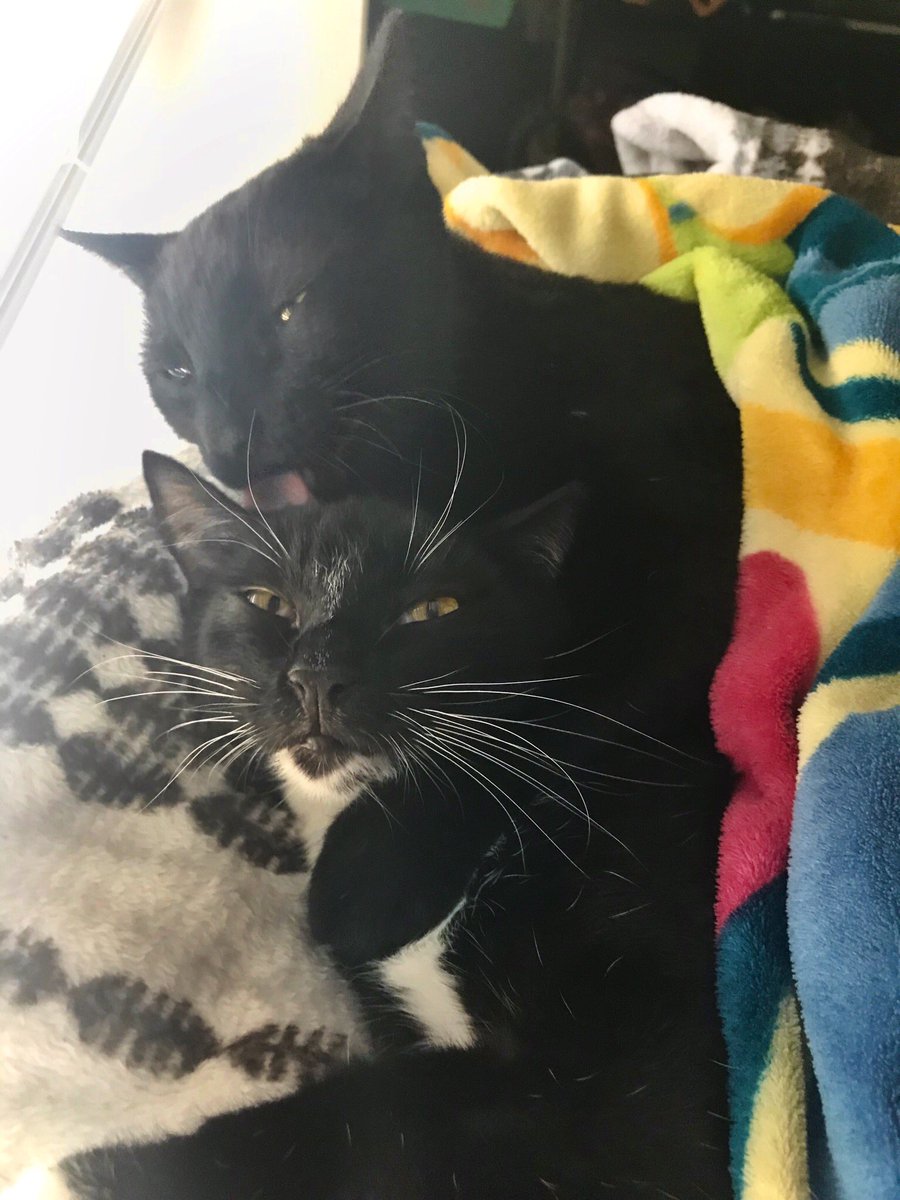 Adopt_Angels's tweet photo. @bobehayes Angel &amp; Halo cuddles 😇 ✨ https://t.co/2fZk5an49t