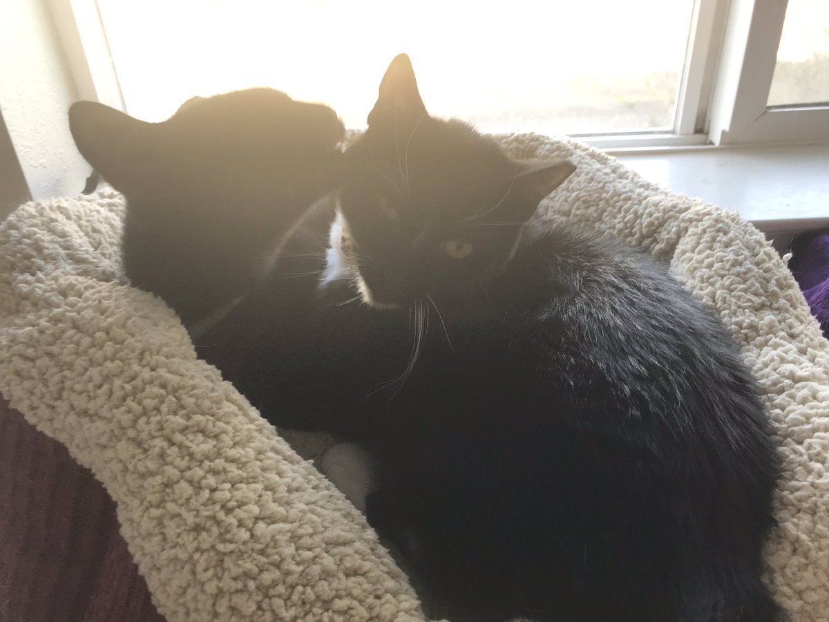 Adopt_Angels's tweet photo. @bobehayes Angel &amp; Halo cuddles 😇 ✨ https://t.co/2fZk5an49t