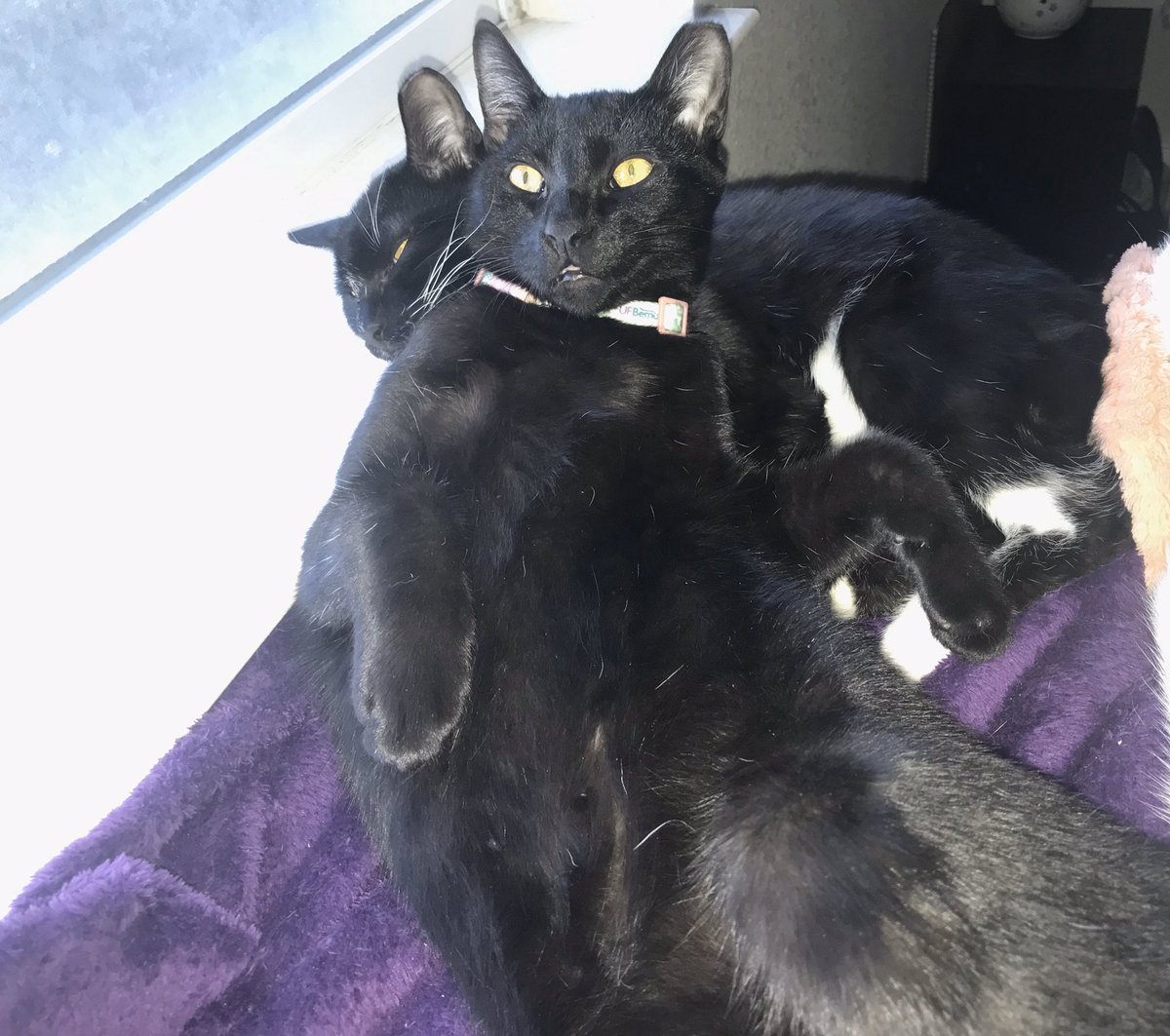 Adopt_Angels's tweet photo. @bobehayes Angel &amp; Halo cuddles 😇 ✨ https://t.co/2fZk5an49t