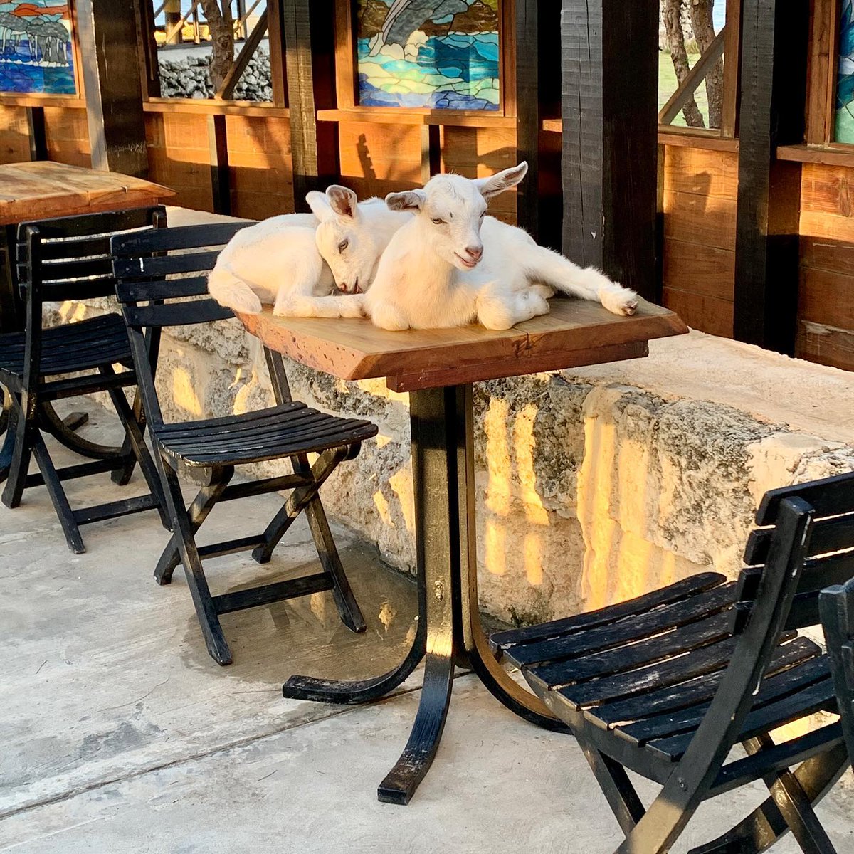 Some people just can't help but kid around when it comes to choosing somewhere to have lunch! 🤣 #ExploreBarbados #AnimalFlowerCave #BougainvilleaBarbados

📷<a href="/animalflower246/">Animal Flower Cave Barbados</a>