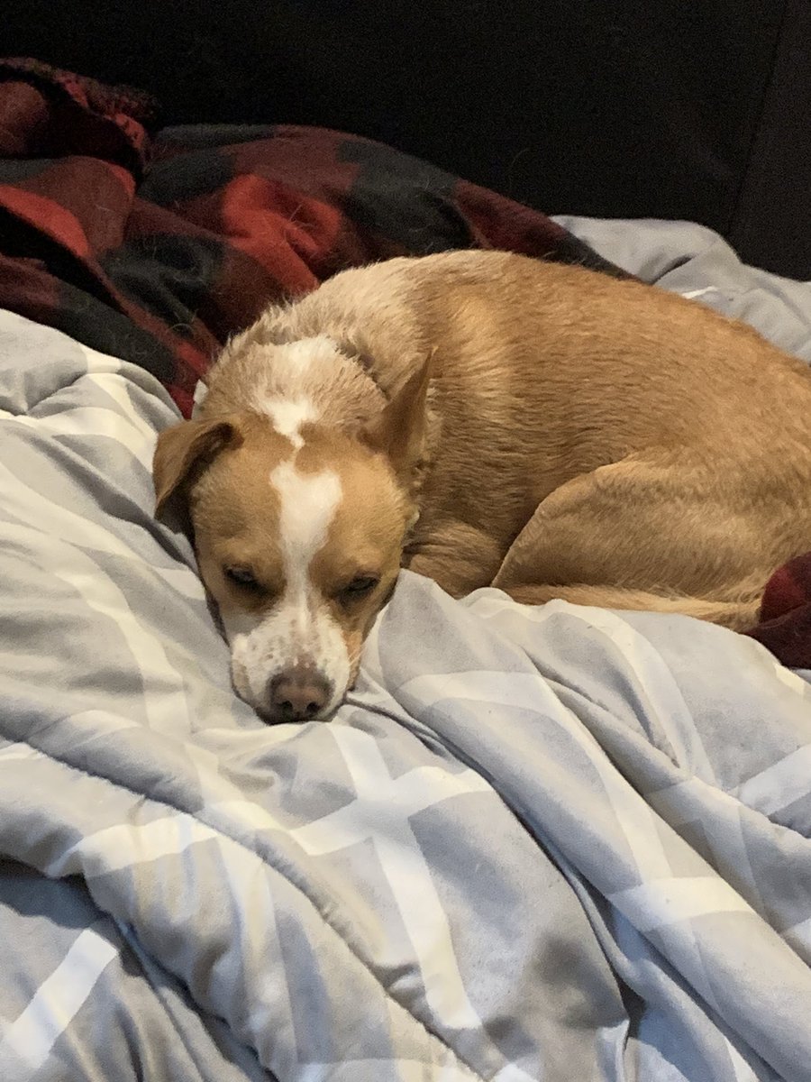 Yumelovedream's tweet photo. @dog_rates My cashew! ❤️ https://t.co/WULQxoT8G6