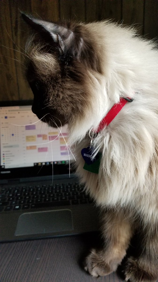 AllisonKester's tweet photo. My new coworker is a lot more distracting than any of my @TrumanEngLing colleagues. . . #teachingfromhome #catmom #StayHome https://t.co/OkyNumOmmA