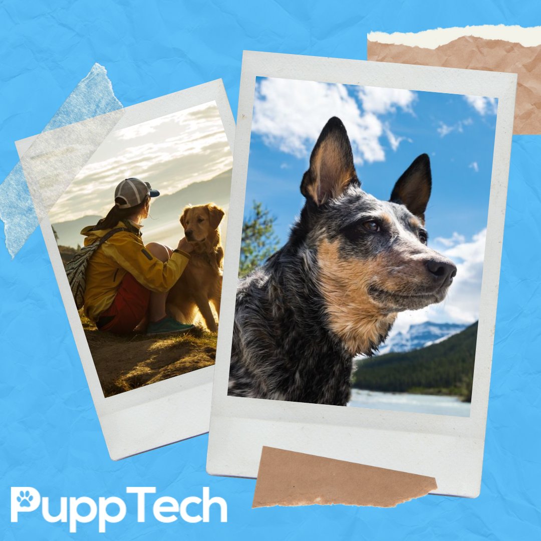 PuppTech's tweet image. #pupptech #puppcomm #Dog #DogsOfInstagram #Puppy #Dogs #Pet #InstaDog #Dogstagram #Petstagram #DogLover#DogOfTheDay #smartdog #happydog #cute #doglovers.#doglife #puppylove #doggo#puppies⁠
#puppiesofinstagram #pupptech #puppcomm #adorabledogs