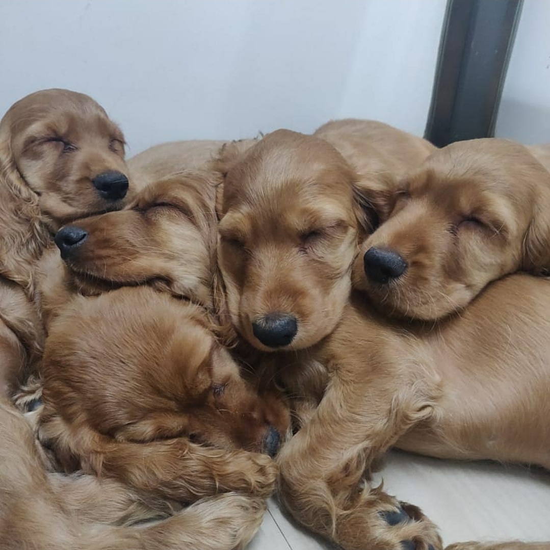 The awesome people at <a href="/mypalclub/">Mypalclub Foundation</a>, handled our lil furballs adoption.While ignorant people are leaving their pets to fend for themself amidst these ridiculous #corona rumors,we are glad we could give Dodo a loving and safe home.special shout out to Nandini Iyer 
#ItsADodoLife