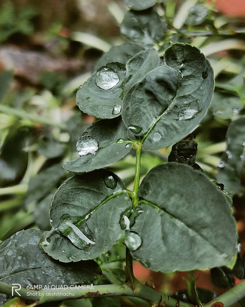 AKSHITHACHU1's tweet photo. Random morning click.. dew drops
photography on Quarantine.
#stayhome
#staysafe
#clickpic
@realmemobiles
#shotonrealme #realmex2 #poq #photography #mobilephotography #dewdrops #roseplant #edit #Snapseed #palakkad #Kerala https://t.co/TB4lvozLKj