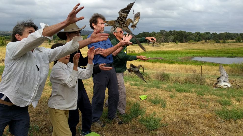 Researchers are tapping into the power of citizen science to study the Latham’s snipe, a migratory shorebird that breeds in Japan during the Australian winter and migrates to south-eastern Australia in spring.

Read more ow.ly/iktr50z7gWc