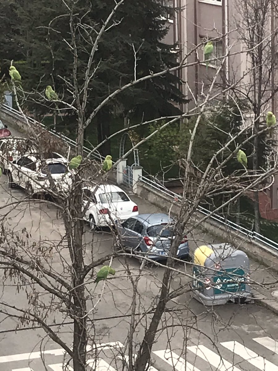 Virüs kuşları da yeşile boyamış vay alçak. #ankara