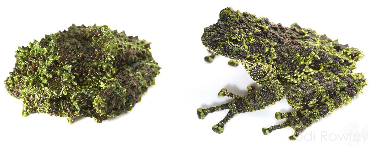 Wow, check out the camouflage of this little beaut. The Vietnam Mossy frog (Theloderma corticale). From @jodirowley #amazingcreatures