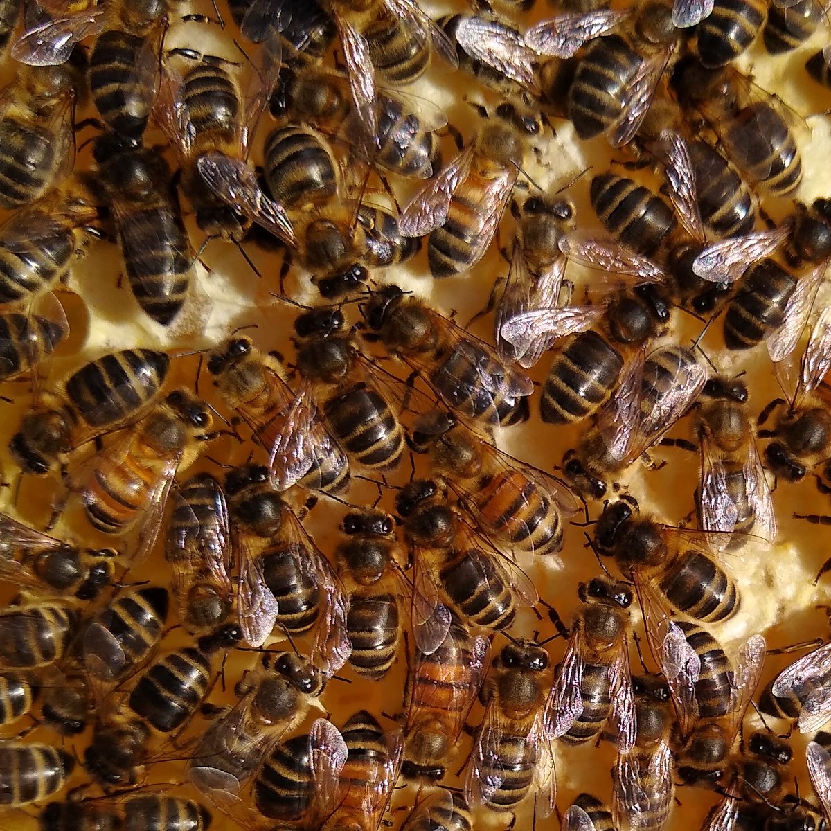 Bees are bees right? Not really. One of our colonies has a mix of different bees, some with black bands on yellow abdomens, others yellow bands on black. Just one of the signs that show that the queen mated with several different drones on her single mating flight #beekeeping101