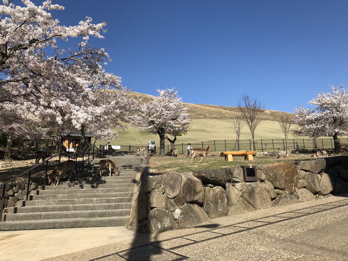 古梅園 販売部 鍜冶商店 奈良 古梅園の墨を販売しております 古梅園製墨販売部です 奈良公園 若草山の風景 桜と山と青空 空の色が素晴らしいです 古梅園製墨販売部ホームページ T Co Tmd8rnmcc5 書道 墨 筆 公園 景色 若草山