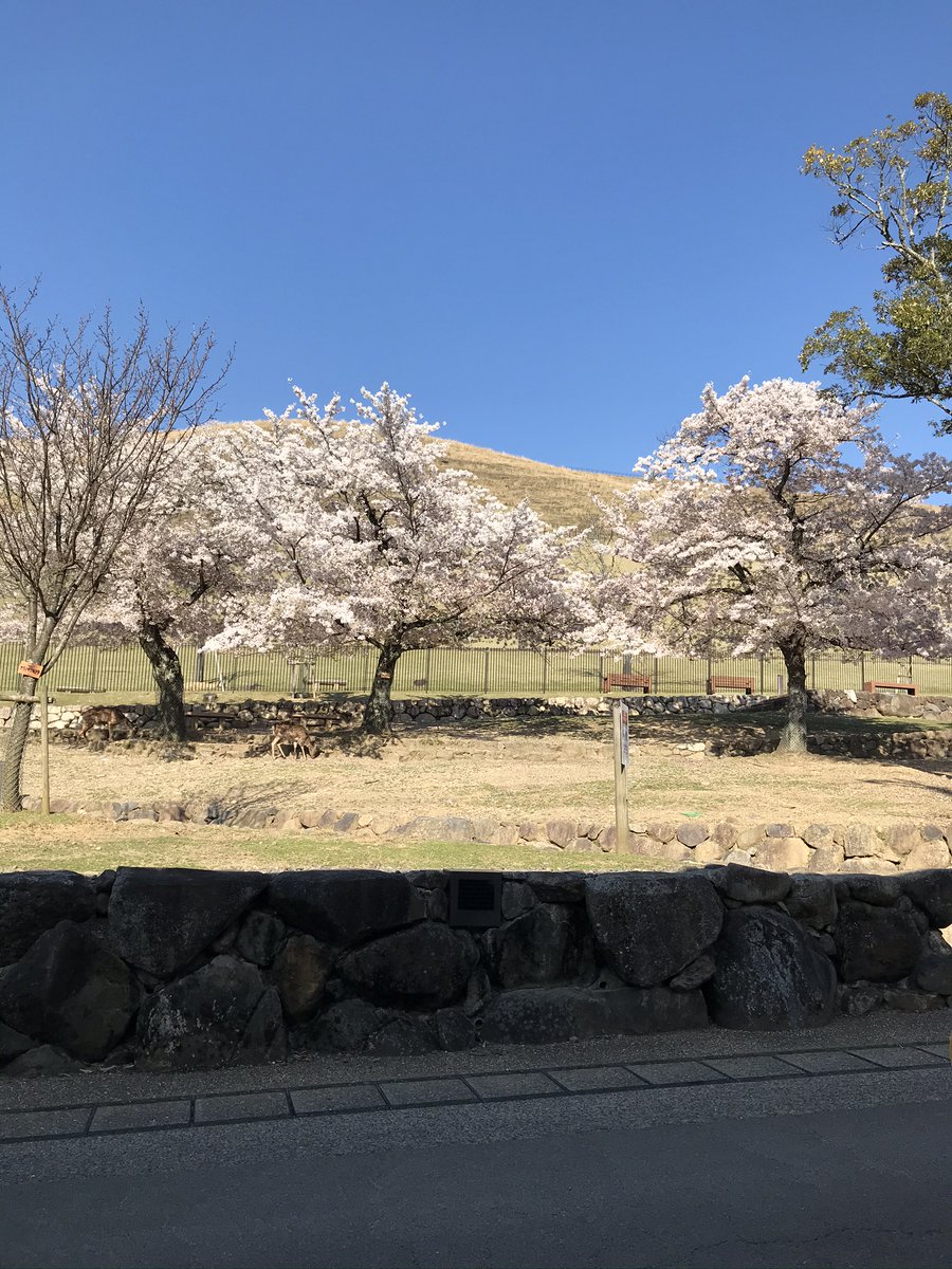 古梅園 販売部 鍜冶商店 奈良 古梅園の墨を販売しております 古梅園製墨販売部です 奈良公園 若草山の風景 桜と山と青空 空の色が素晴らしいです 古梅園製墨販売部ホームページ T Co Tmd8rnmcc5 書道 墨 筆 公園 景色 若草山