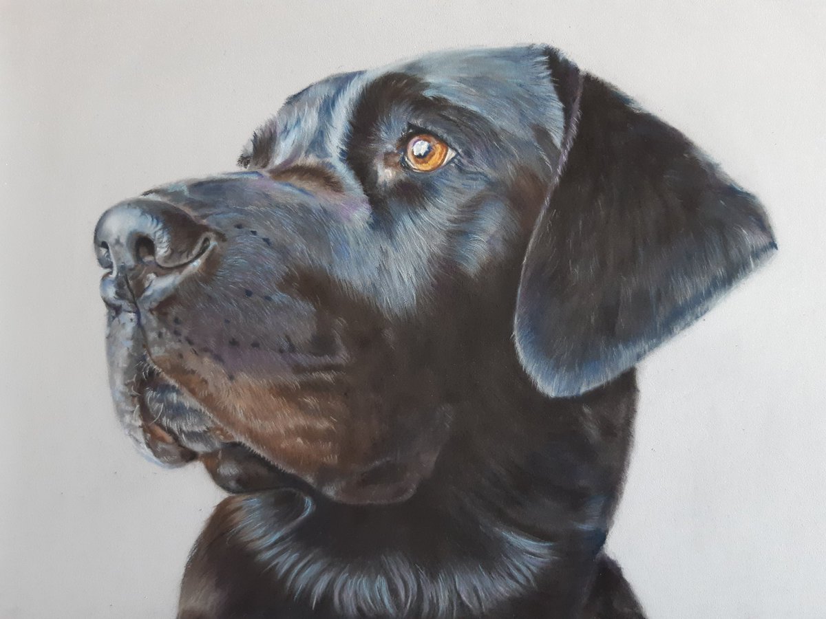 riamarialew15's tweet photo. Finished this gorgeous boy yesterday. I feel fortunate that i have art to turn to on these times. "Murphy" created with pastels on pastelmat, photo ref with permission.
#art #pastels #carbOthellos @STABILOUK #panpastels #pastelmat #Dog #petportrait https://t.co/vZd9PLxjlh