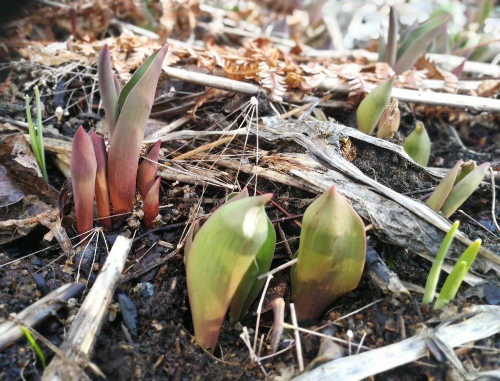 Marjapensaiden kevätleikkauksella on jo kiire puutarhaparkki.mediaparkki.com/2020/04/07/mar…