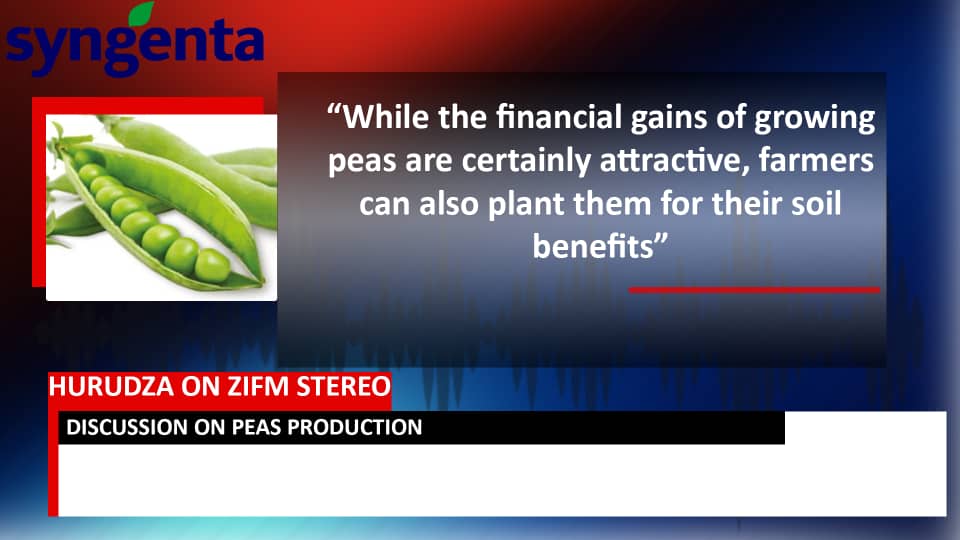 SyngentaZW's tweet photo. Join us for us for what promises to be a highly informative show on @ZiFMStereo as our expert panel @JohannesMkandla,@Kudakeda and @n_mangisi  will be discussing Pea production with @PatieMusa at 930am today. Don't miss out!!! @KhumaloQa https://t.co/df2tIF6wMD