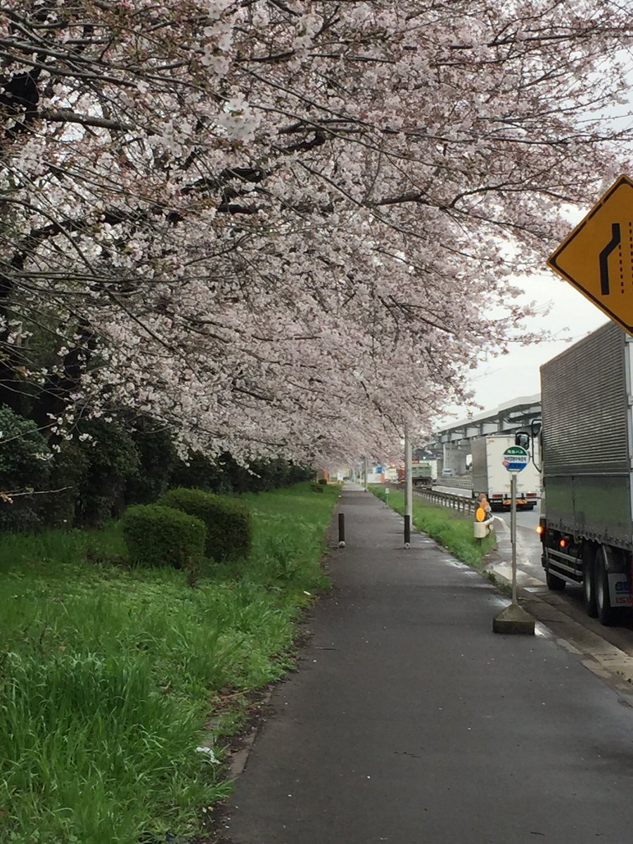 kei22speed's tweet photo. Cherry blossom in Japan. https://t.co/L8ifKaJbXS