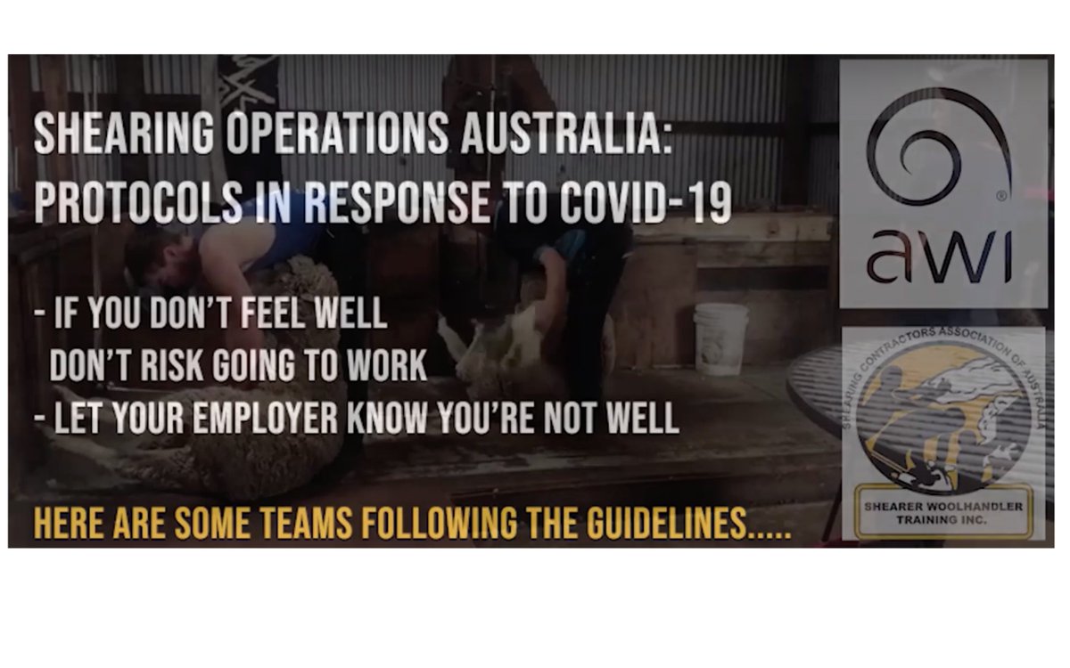 woolinnovation's tweet photo. Shearing Contractors and AWI have created this short video to help keep our great industry moving @WoolProducers @NationalFarmers @afsnsw @steven_bolt4 @MerinoInsight @ausmerinos @woolbrokersaus @MerinoLink @WAFarmers @sheepconnectnsw @sheepsback https://t.co/z4xQpmYYl3 https://t.co/cNxf4UScZR