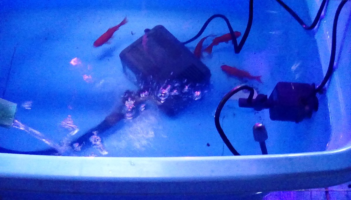 わさび栽培 Twitter Search