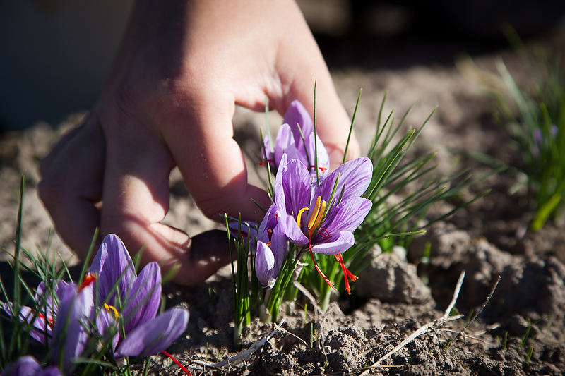 Our farm may be closed but our online shop is open visit tas-saff.com.au to purchase our Australian grown saffron and saffron products
#australiansaffron #saffrongin #buylocal #supportsmallbusiness