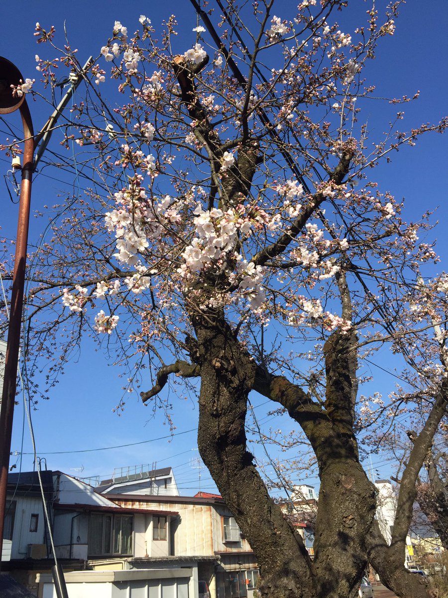 m_masked's tweet photo. 飯山２５m道路の桜も咲き始めた
#飯山市
#桜 https://t.co/tmaIupkTfn