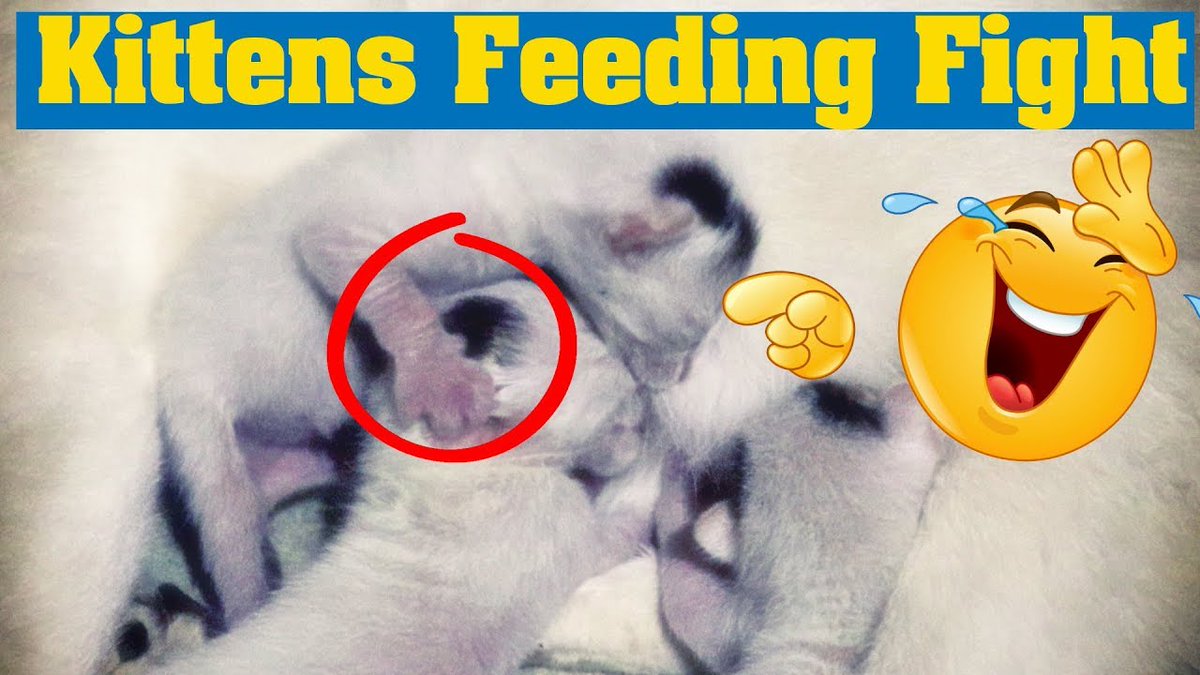 MeowMoeDotCom's tweet photo. Mommy Cat Feeding ...
#Cats #Cat #Kittens #Kitten #Kitty #Pets #Pet #Meow #Moe #CuteCats #CuteCat #CuteKittens #CuteKitten #MeowMoe
#BabyCatFunnyVideos2020 #BestFunnyCatVideos2020 #CatFeed #CuteCatsVideos #CuteKittensVideos
https://t.co/msFunfwy79
. https://t.co/zVysINi85Y