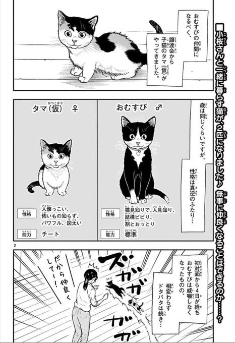 灘谷航 猫暮らしのゲーマーさん 1 6巻発売中 Nadatani さんのマンガ一覧 リツイート順 ツイコミ 仮 灘谷航 猫暮らしのゲーマーさん 1 6巻発売中 Nadatani さんのマンガ一覧 リツイート順 ツイコミ 仮