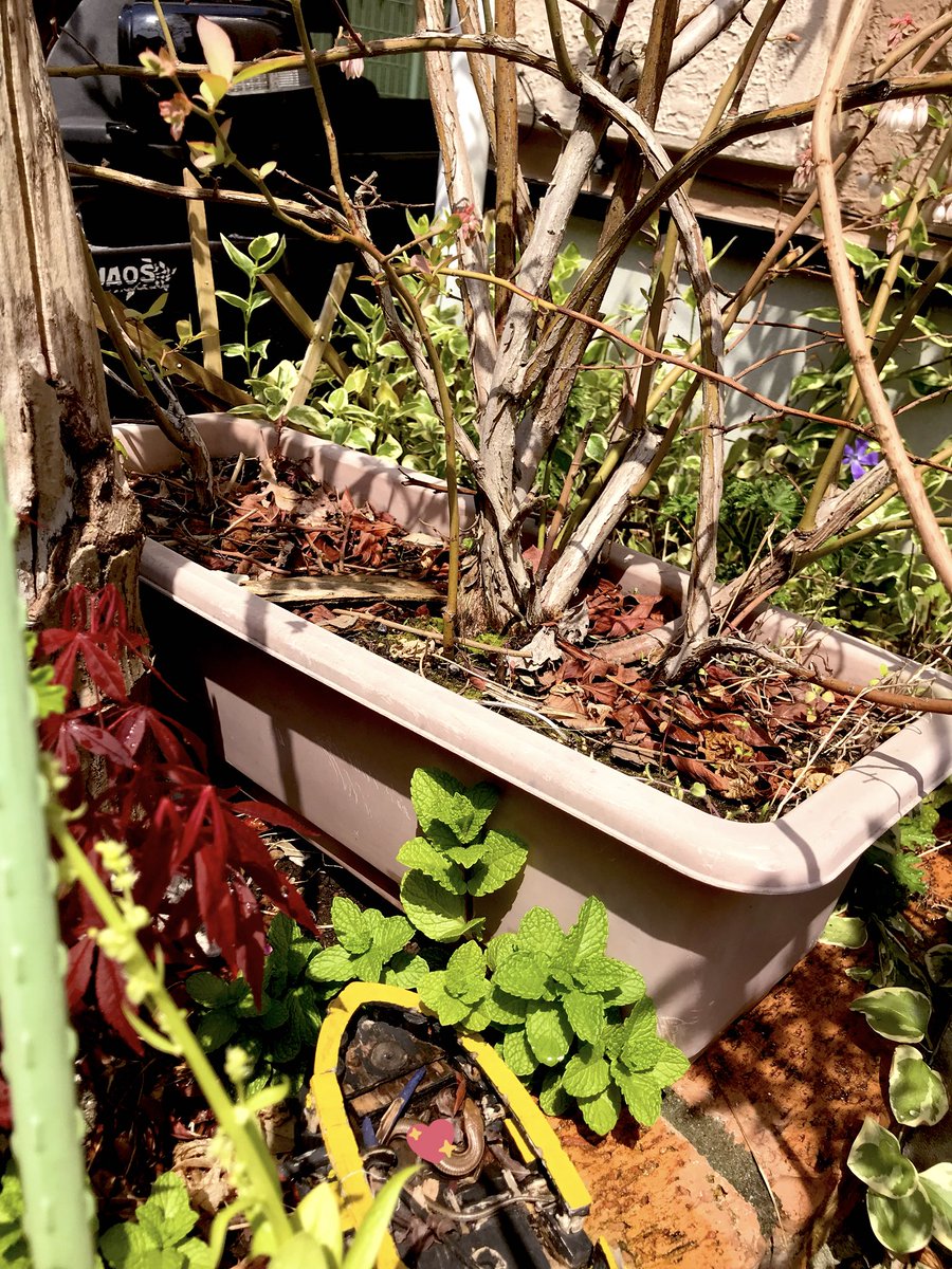 ブルーベリージャム カナヘビ 慣れてきた ガス屋さんがピーッピーッってバック なになにー ってカナヘビが出てくる 子が作った船でひなたぼっこ ワタシ草取り 鳥の声が聞こえるとブルーベリーの下へ 赤ちゃんバッタは30秒ほど初 室内