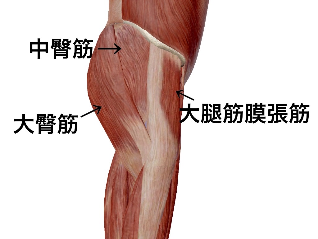 一社 日本治療家研究所 Prt療法 思いっきり解剖学 神経支配 大臀筋と中臀筋と小臀筋の神経支配は違います 大臀筋は下殿神経支配 中臀筋と小臀筋は上殿神経支配 大腿筋膜張筋は大腿神経の支配と思いきや上殿神経支配です ぜひこの辺りも