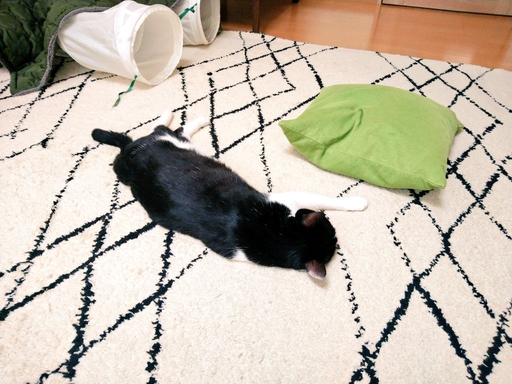 行き倒れ猫 Twitter Search